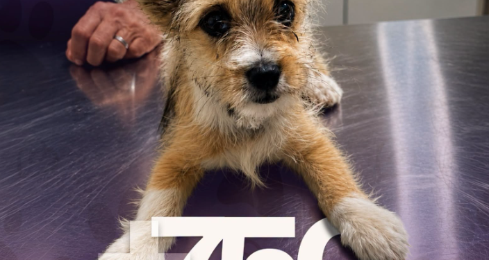 Gobierno de Matamoros fortalece el bienestar animal con más de 750 consultas veterinarias