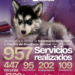 Gobierno de Beto Granados fortalece el bienestar animal con más de 950 servicios en Matamoro