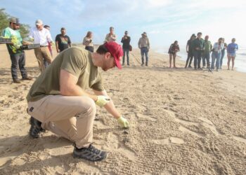 Consolida Tamaulipas liderazgo en la protección de la tortuga lora