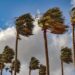 Surada en Tamaulipas: qué es y qué causará este fenómeno climatológico