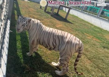Aseguran 135 animales exóticos en Tamaulipas e inmuebles con diésel y armas