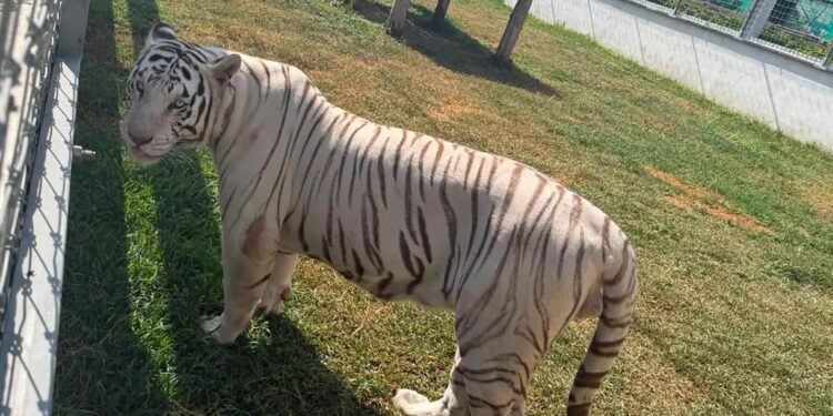 Aseguran 135 animales exóticos en Tamaulipas e inmuebles con diésel y armas