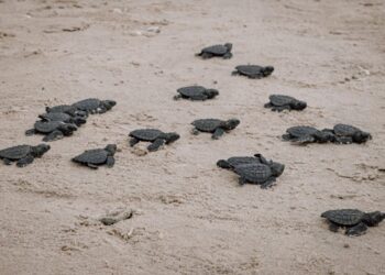Nace primera generación de tortuga verde en Matamoros en Playa Bagdad