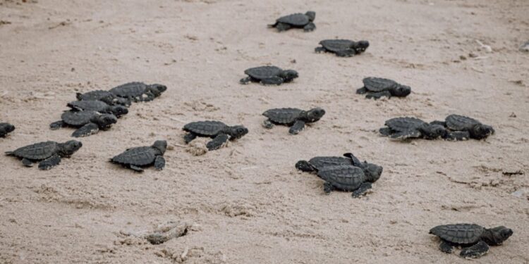 Nace primera generación de tortuga verde en Matamoros en Playa Bagdad