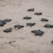 Nace primera generación de tortuga verde en Matamoros en Playa Bagdad