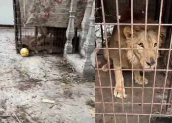 Hallan a león enjaulado en Matamoros en vivienda abandonada