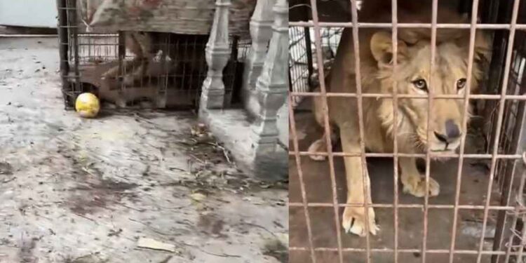 Hallan a león enjaulado en Matamoros en vivienda abandonada