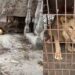 Hallan a león enjaulado en Matamoros en vivienda abandonada