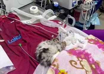 Evalúan eutanasia para Sola, la cría de tigre nacida en Matamoros, tras accidente