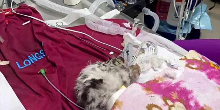 Evalúan eutanasia para Sola, la cría de tigre nacida en Matamoros, tras accidente