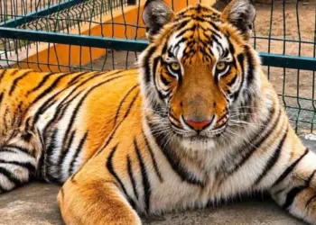 Muere “Max”, tigre de bengala rescatado por zoológico en Reynosa