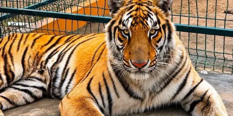 Muere “Max”, tigre de bengala rescatado por zoológico en Reynosa