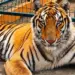 Muere “Max”, tigre de bengala rescatado por zoológico en Reynosa