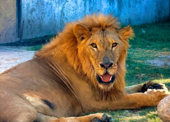 Llaman “Tovar” a león abandonado en Matamoros; ahora vive en refugio