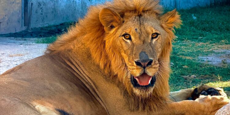 Llaman “Tovar” a león abandonado en Matamoros; ahora vive en refugio