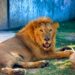 Llaman “Tovar” a león abandonado en Matamoros; ahora vive en refugio