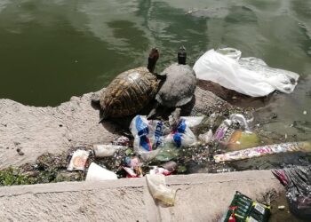 Ahora proyectan limpiar agua de El Laguito, tras obras por 5 mdp