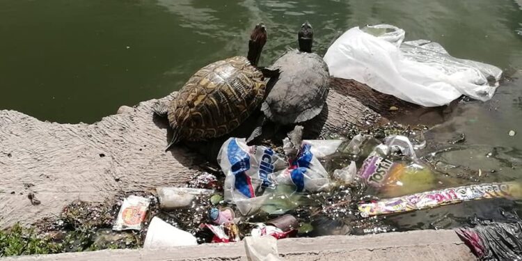 Ahora proyectan limpiar agua de El Laguito, tras obras por 5 mdp