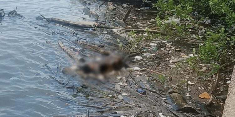 Hallan cuerpo de marino en escolleras de Ciudad Madero; estaba desaparecido