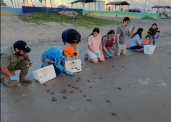 Conibio Global libera primeras tortugas caguama en playa Bagdag