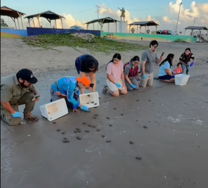 Conibio Global libera primeras tortugas caguama en playa Bagdag