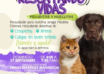 Donación de croquetas en Matamoros: Dónde llevar ayuda para lomitos en 2026