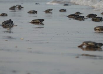 Mantiene Tamaulipas acciones de conservación de tortuga lora en recta final de la temporada