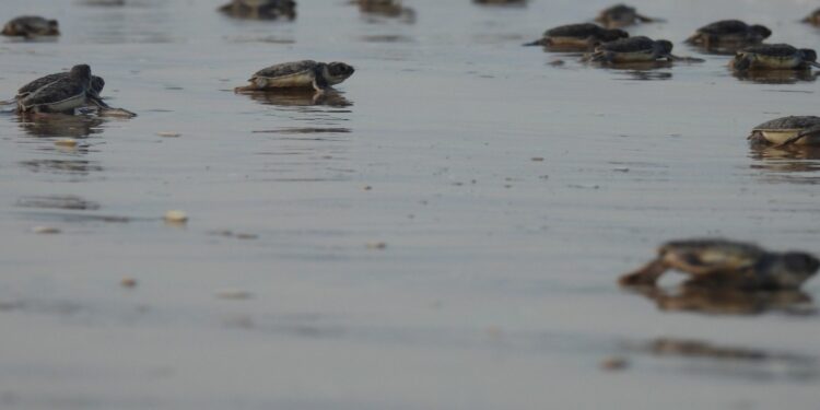 Mantiene Tamaulipas acciones de conservación de tortuga lora en recta final de la temporada