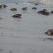 Mantiene Tamaulipas acciones de conservación de tortuga lora en recta final de la temporada