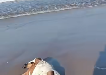 Matan animales en Playa Bagdad como parte de rituales, reporta Conibio Global