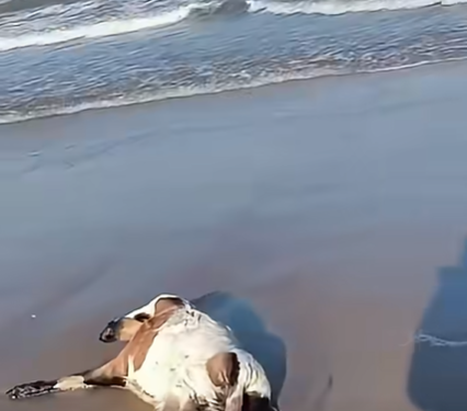 Matan animales en Playa Bagdad como parte de rituales, reporta Conibio Global