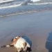 Matan animales en Playa Bagdad como parte de rituales, reporta Conibio Global