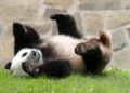 China obsequia dos pandas a Estados Unidos como reconciliación