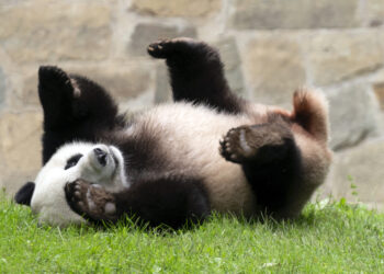 China obsequia dos pandas a Estados Unidos como reconciliación