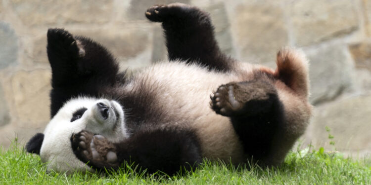 China obsequia dos pandas a Estados Unidos como reconciliación