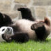 China obsequia dos pandas a Estados Unidos como reconciliación