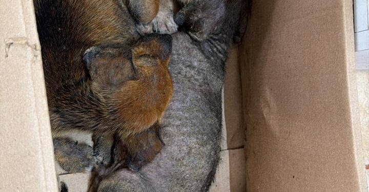 Perros que estaban en los huesos son rescatados en Playa Bagdad