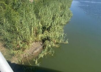Alarma foto de cocodrilo en Canal Anzaldúas de Reynosa y autor admite ¡que es IA!