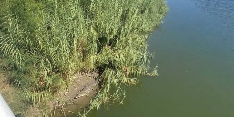Alarma foto de cocodrilo en Canal Anzaldúas de Reynosa y autor admite ¡que es IA!