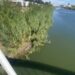 Alarma foto de cocodrilo en Canal Anzaldúas de Reynosa y autor admite ¡que es IA!