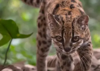 Descubren en Bolivia una nueva especie de felino tras más de un siglo