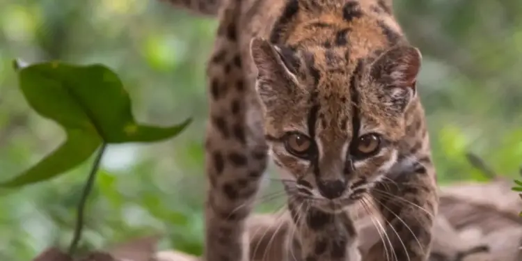 Descubren en Bolivia una nueva especie de felino tras más de un siglo