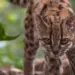 Descubren en Bolivia una nueva especie de felino tras más de un siglo