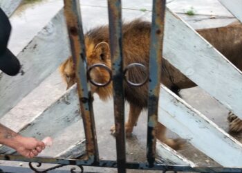 Localizan león reportado en ejido Bartolina de Matamoros