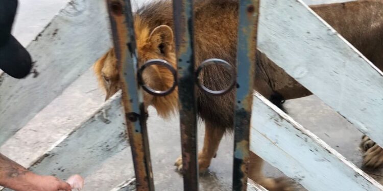 Localizan león reportado en ejido Bartolina de Matamoros