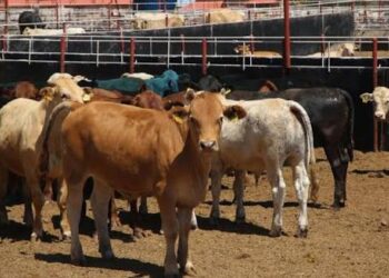 Descartan fiebre aftosa en Tamaulipas; continúa exportación de ganado