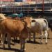 Descartan fiebre aftosa en Tamaulipas; continúa exportación de ganado