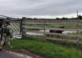 León abandonado en ejido Bartolina estuvo domesticado y padece desnutrición