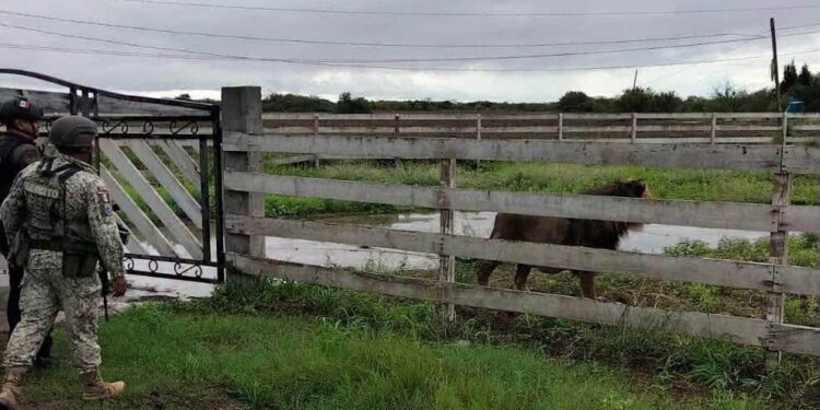 León abandonado en ejido Bartolina estuvo domesticado y padece desnutrición