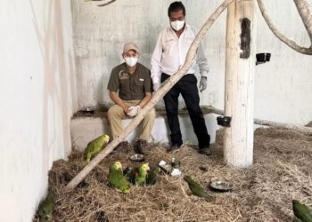 Repatrían 26 loros mexicanos y los resguardan en Ecopark Matamoros